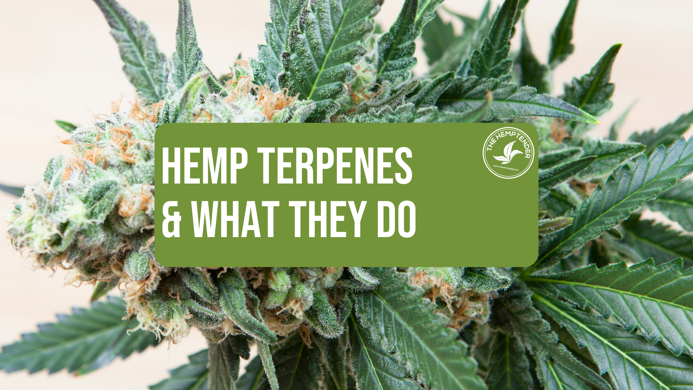 Hemp terpenes and what they do by The Hemptender