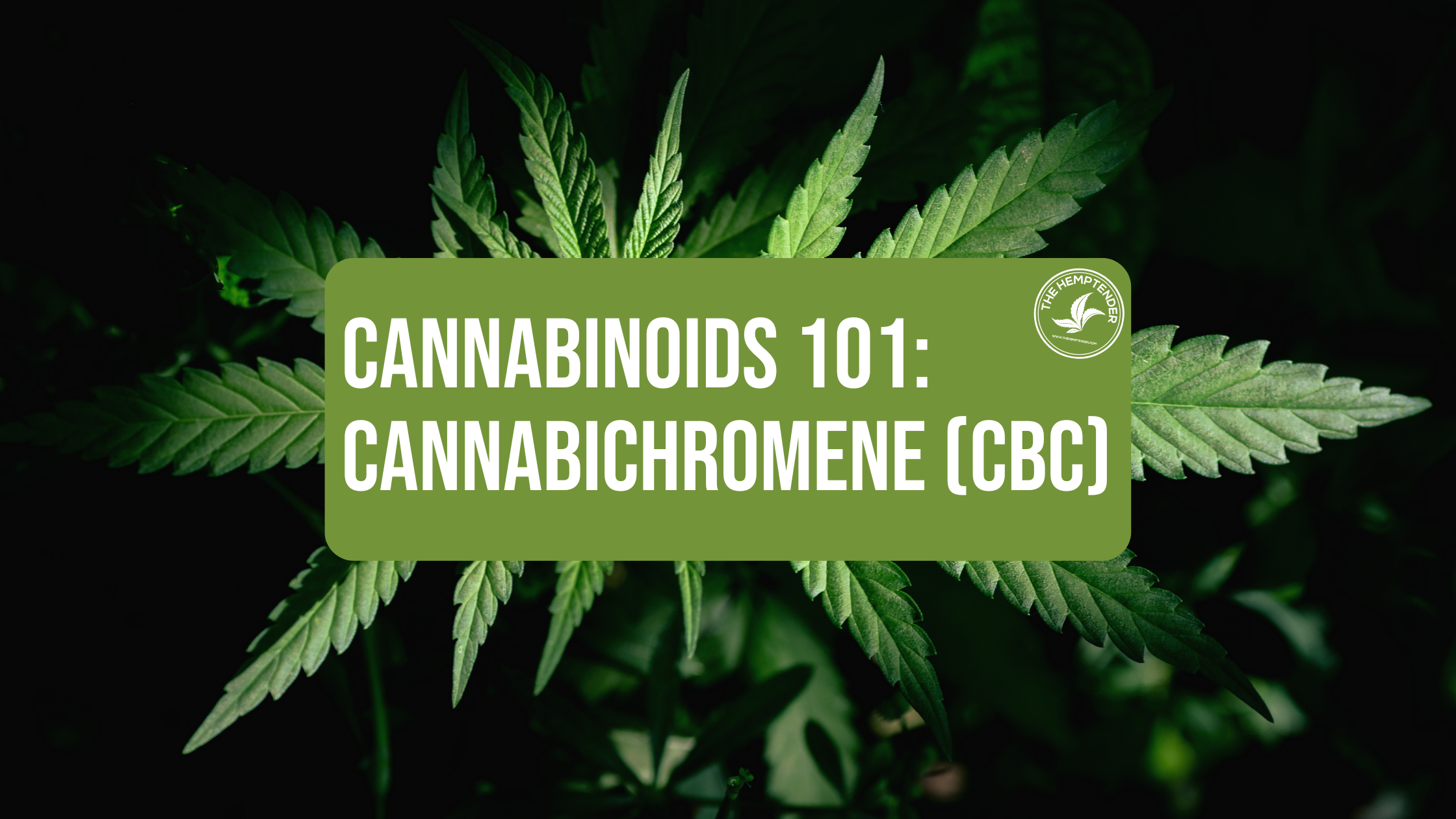 an image of hemp leaves with text reading "casnnabinoids 101: cannabichromene (CBC)