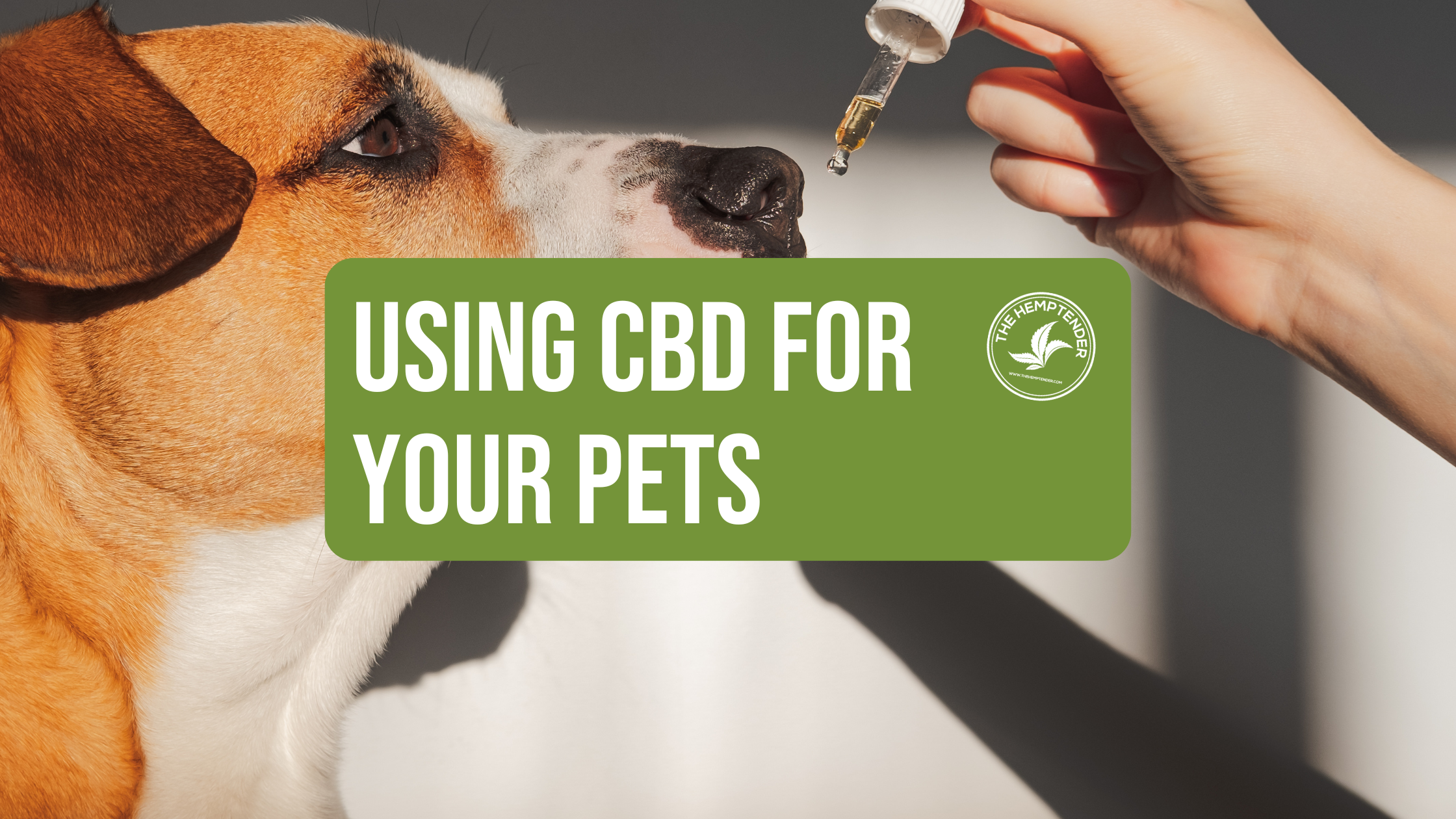 photo of a dog with cbd oil and text that reads using cbd for your pets
