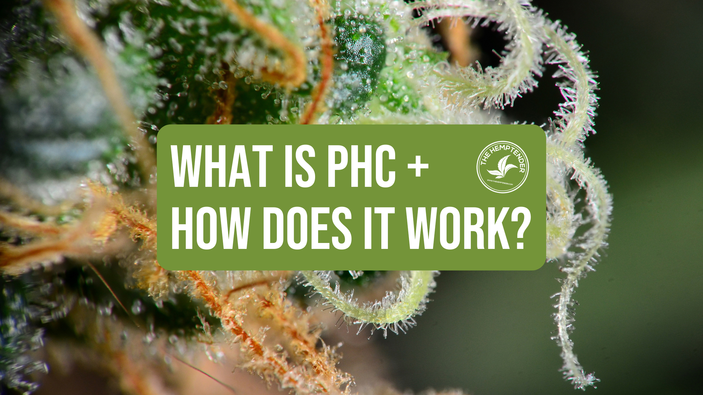 PHC cannabinoid information on cannabis macro background