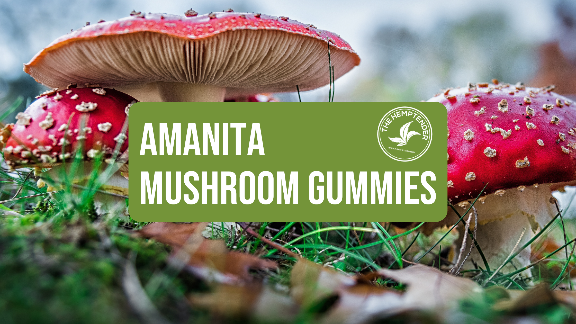 Take a Trip With Amanita Mushroom Gummies