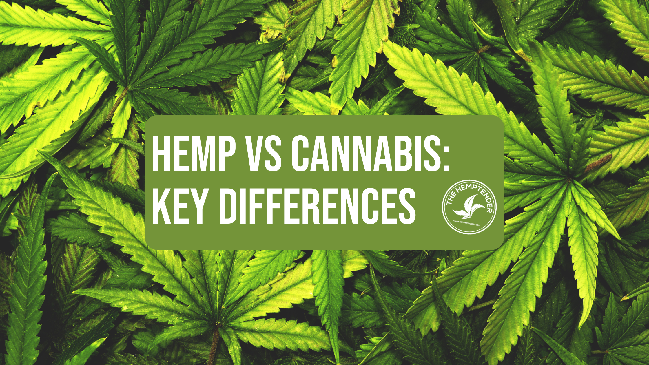 text that reads "hemp vs cannabis: Key differences" on a background of hemp leaves