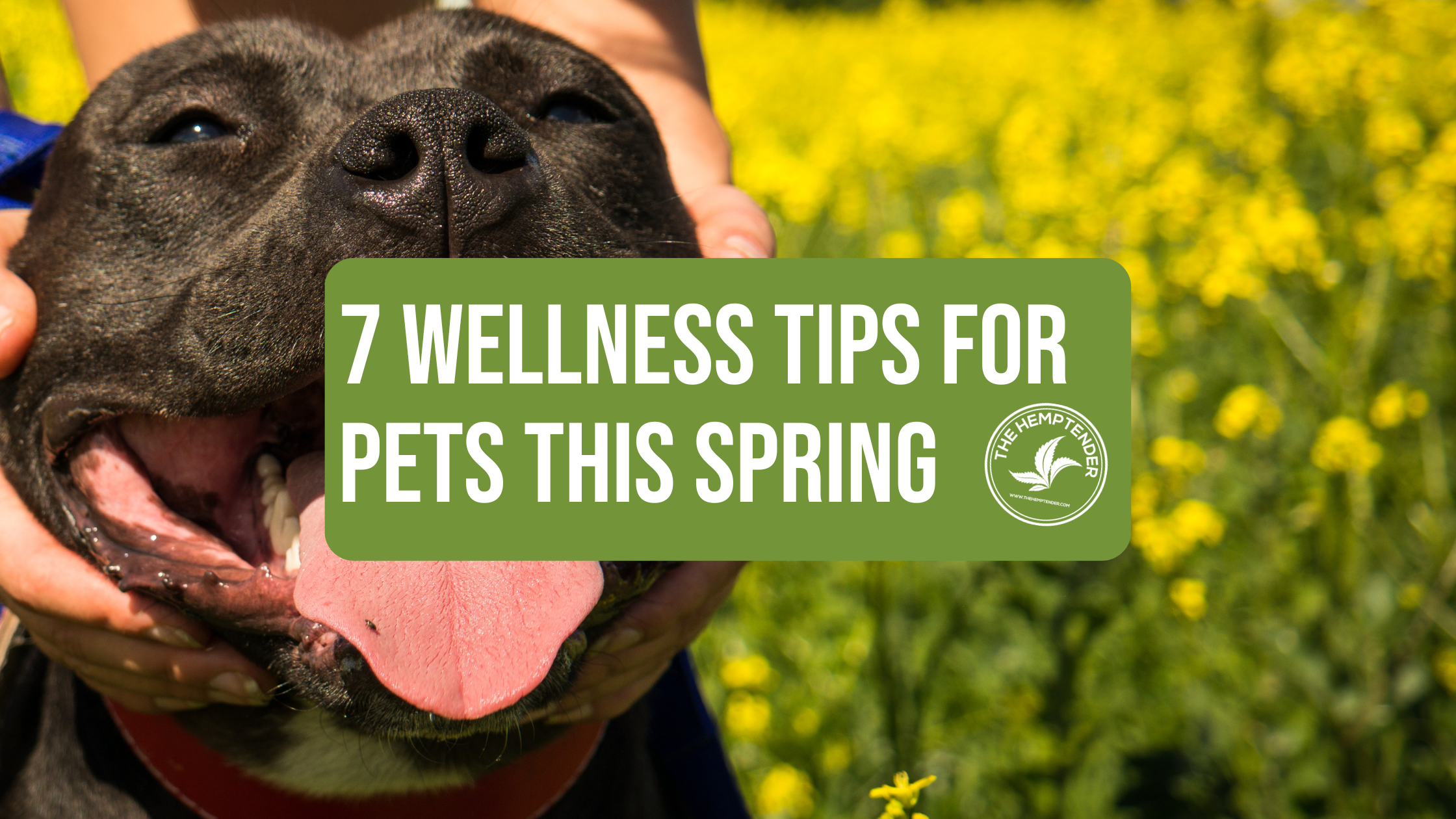 a smiling pitbull dog in a field of yellow flowers with text that reads "7 wellness tips for pets this spring"