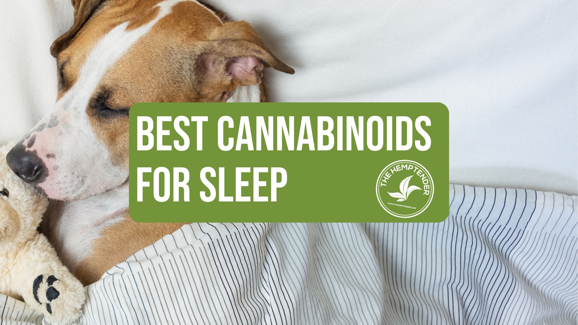 a brown dog sleeping in a white bed with a teddy bear and text that reads "best cannabinoids for sleep"