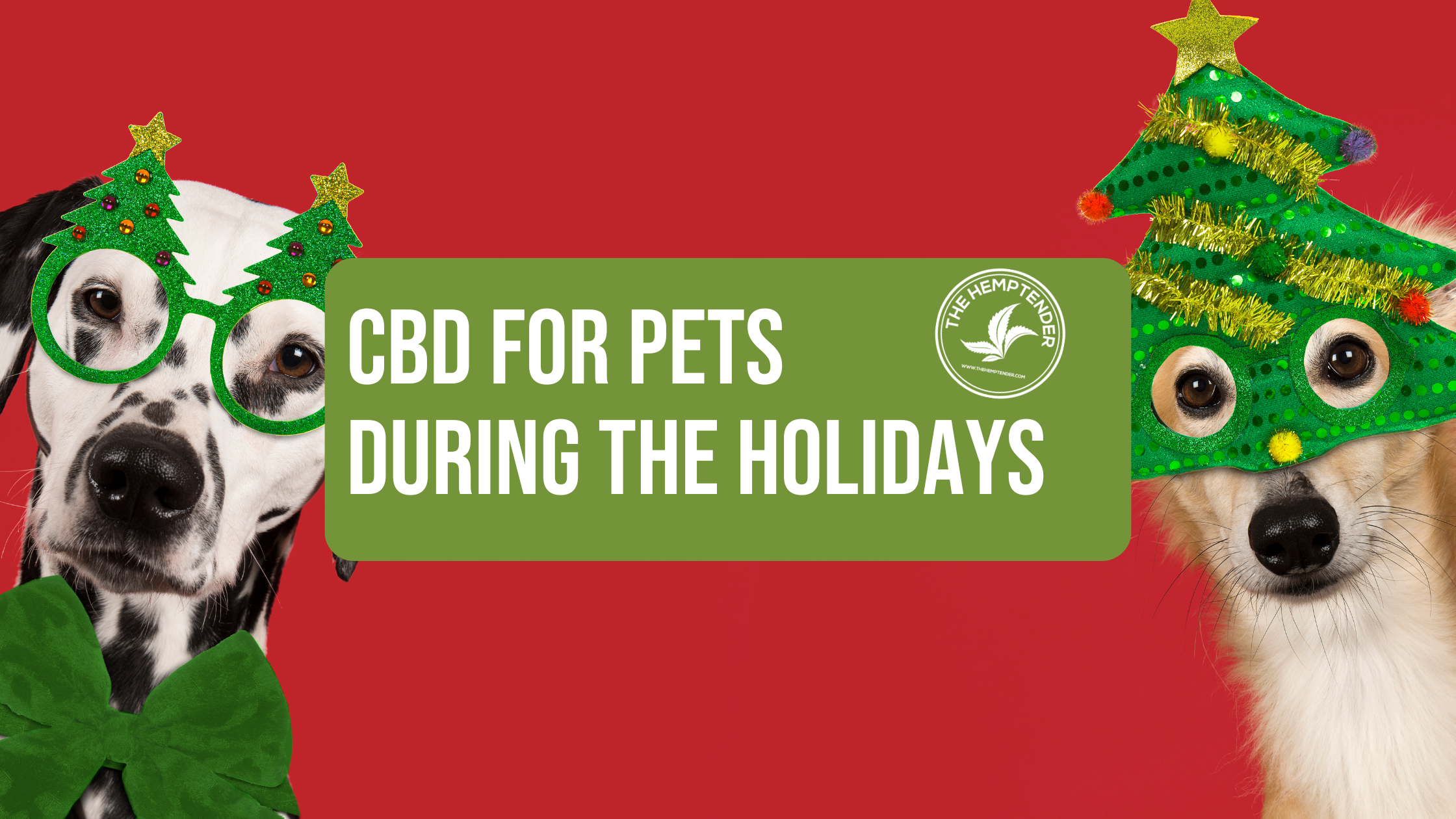 Supporting Your Pets with CBD During Holiday Stress